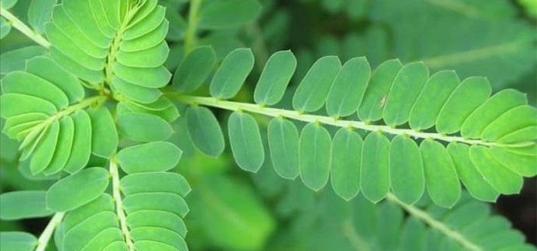 Mengurangi Asam Urat dan Meruntuhkan Batu Ginjal, Ini Manfaat Meniran Bagi Kesehatan