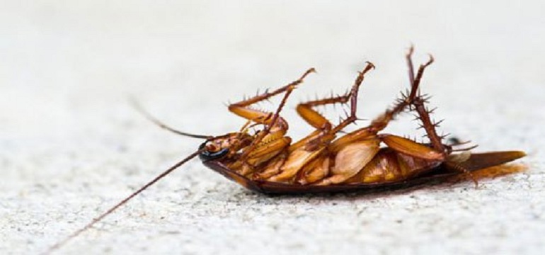 Jasa Pest Control Makin Berkambang dan Dibutuhkan Dalam Segala Bidang